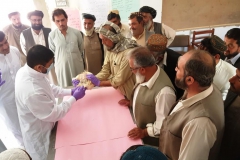 12.Swab collection in poultry-Chaman