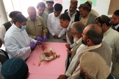 13.Necrospy procedure in poultry-Chaman