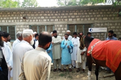 Dr. Zakir Hussain briefing the participants on Physical examination of Animal in Practical- Batkhela