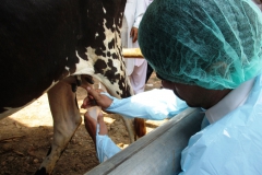 Sohail Ahmad (VA) collecting Milk Sample from Cow-Batkhela